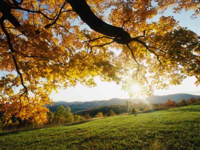autumn-leaves.jpg